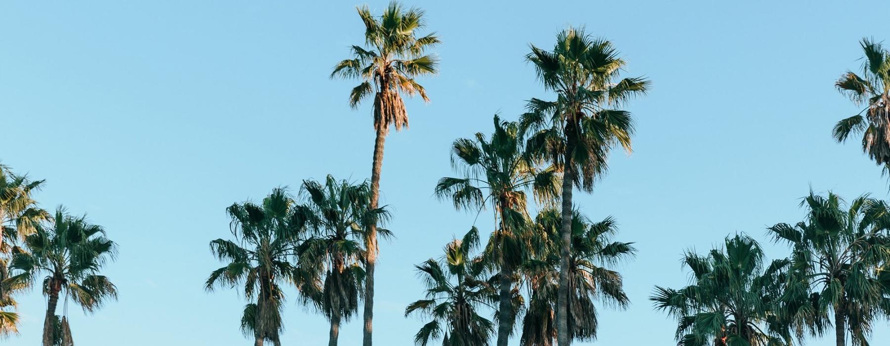 palm trees against a blue sky