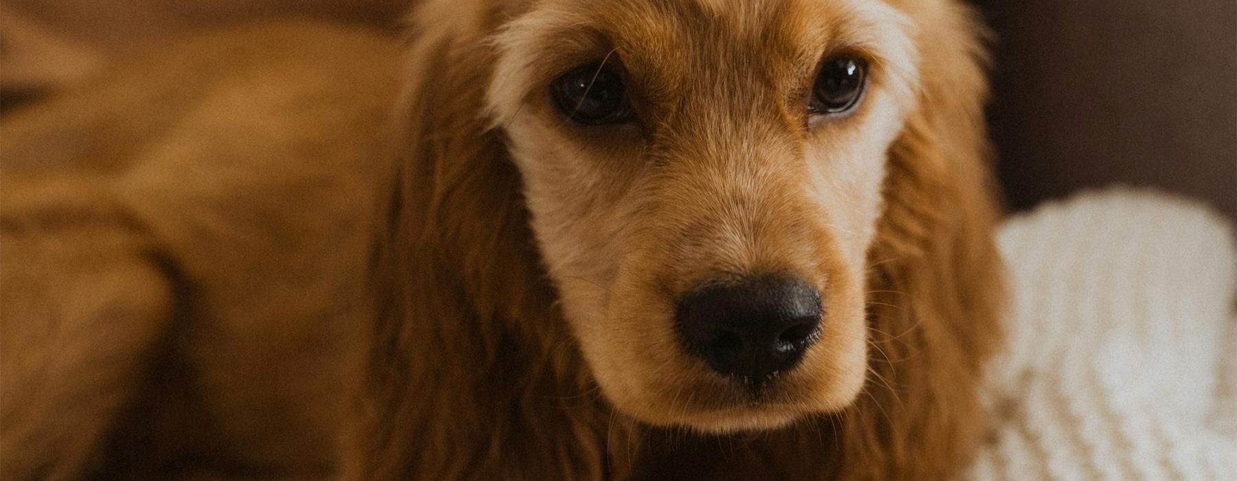 a dog lying on a couch